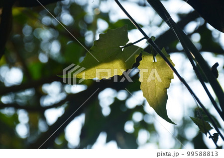 leaf hanging from branch with sunlight in forest leaf hanging from branch with sunlight in forest 99588813