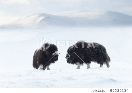 Musk Oxen juvenile in Dovrefjell mountains in winter Musk Oxen juvenile in Dovrefjell mountains in winter 99589154