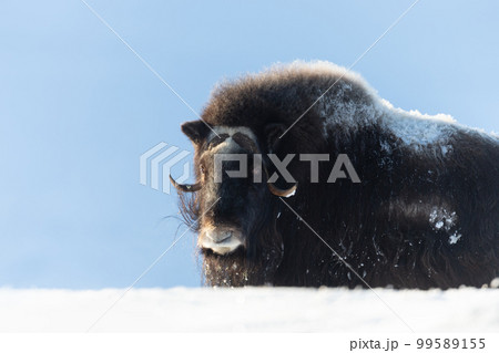 Musk Ox in Dovrefjell mountains in winter 99589155