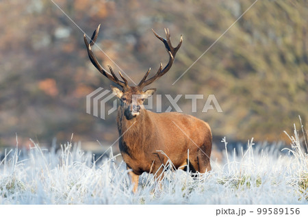 Close up of a Red deer stag in winter 99589156