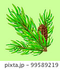 Green lush spruce branch. Fir branches. Isolated illustration in vector format 99589219