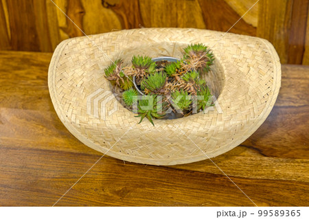 Planting Cactus Straw Hat 99589365