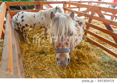 Two Pony Horses 99589459