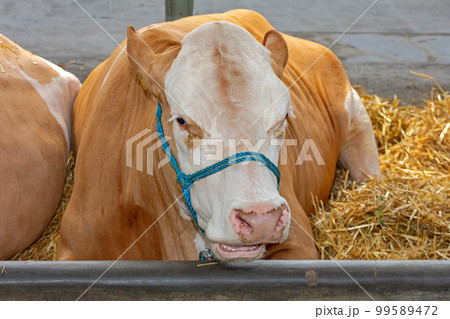 Cow Cattle Farm Cow Cattle Farm 99589472