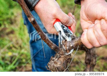 Farmer pruning the vine in winter. Agriculture. Farmer pruning the vine in winter. Agriculture. 99589974