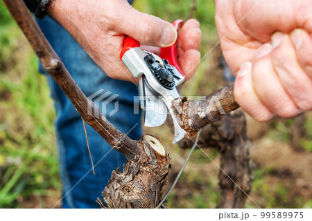 Farmer pruning the vine in winter. Agriculture. Farmer pruning the vine in winter. Agriculture. 99589975