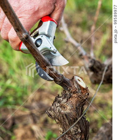 Farmer pruning the vine in winter. Agriculture. Farmer pruning the vine in winter. Agriculture. 99589977