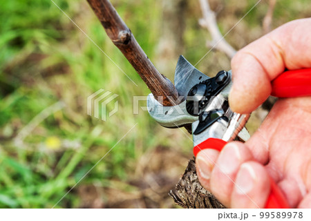 Farmer pruning the vine in winter. Agriculture. Farmer pruning the vine in winter. Agriculture. 99589978