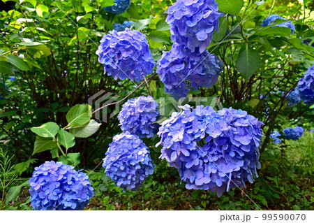 紫陽花 アジサイ あじさい 梅雨 月照寺 紫陽花 アジサイ あじさい 梅雨 月照寺 99590070