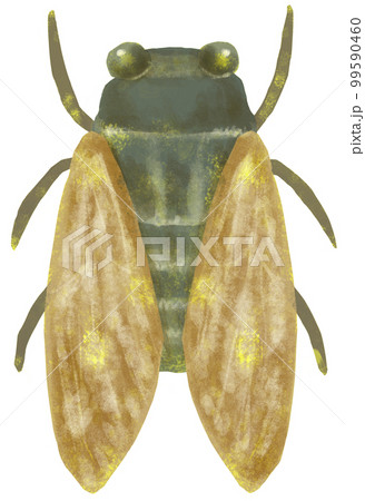 シンプルな蝉のイラスト 99590460