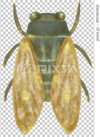 シンプルな蝉のイラスト 99590460