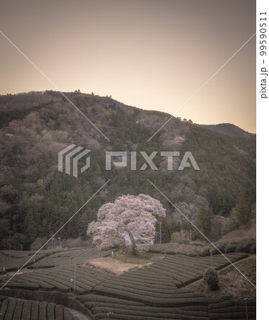 静岡県 牛代の水目桜 99590511