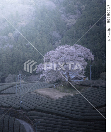 静岡県 牛代の水目桜 99590517