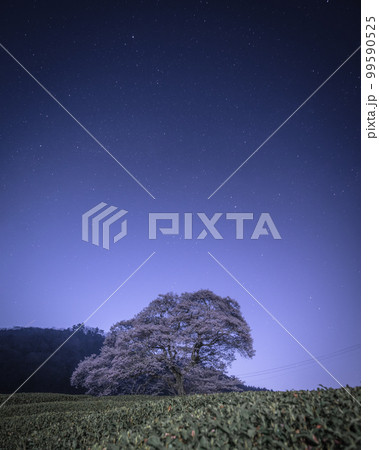 静岡県 牛代の水目桜 99590525