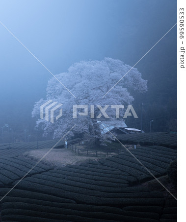 静岡県 牛代の水目桜 静岡県 牛代の水目桜 99590533