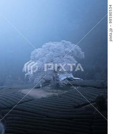 静岡県 牛代の水目桜 静岡県 牛代の水目桜 99590534