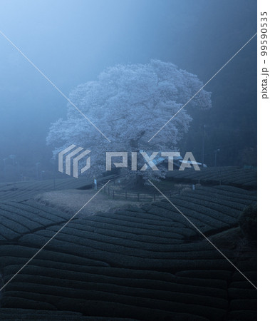 静岡県 牛代の水目桜 静岡県 牛代の水目桜 99590535