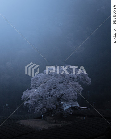 静岡県 牛代の水目桜 静岡県 牛代の水目桜 99590536