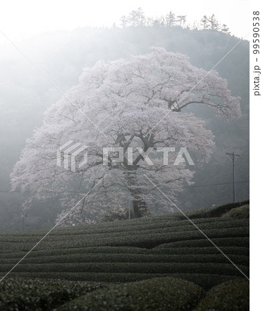 静岡県 牛代の水目桜 99590538