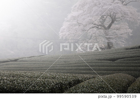 静岡県 牛代の水目桜 静岡県 牛代の水目桜 99590539