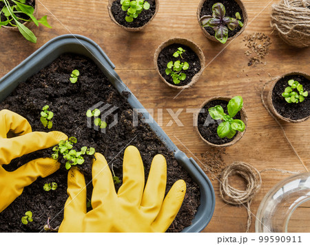 Woman in yellow rubber gloves plants basil seedlings in ground. Top view on wooden table with peat pots, watering can, seeds, gardening tools for horticultural needs. Agriculture. Woman in yellow rubber gloves plants basil seedlings in ground. Top view on wooden table with peat pots, watering can, seeds, gardening tools for horticultural needs. Agriculture. 99590911