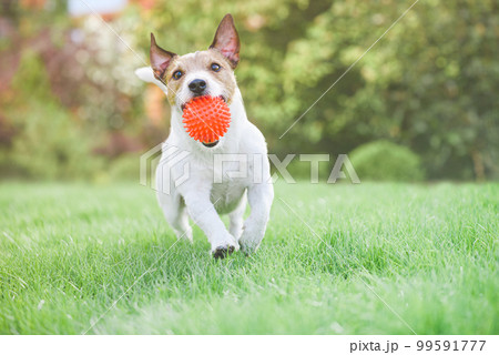 Happy cheerful dog holding toy ball in mouth running and playing on sunny spring day outdoors Happy cheerful dog holding toy ball in mouth running and playing on sunny spring day outdoors 99591777