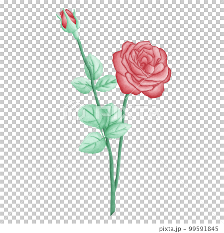 Red Roses Flowers Romantic Watercolor Clipart. Paris In Love collection with lovely love roses flowers for romantic design element, love art, wedding watercolor illustration. Red Roses Flowers Romantic Watercolor Clipart. Paris In Love collection with lovely love roses flowers for romantic design element, love art, wedding watercolor illustration. 99591845