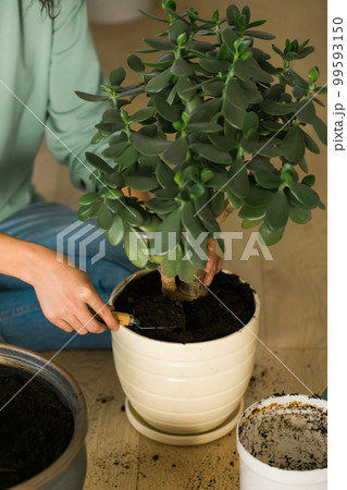 Spring hobby close up woman transplanting in flower pot houseplant with dirt or soil at home. Gardening plant and green tropical concept 99593150