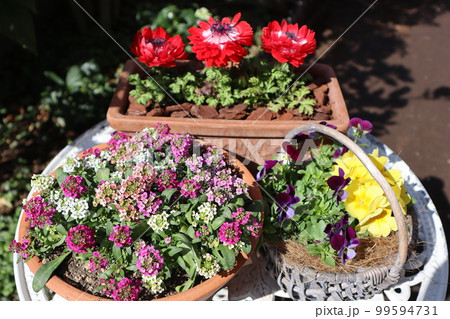 春の花寄せ植え＆寄せ鉢 99594731