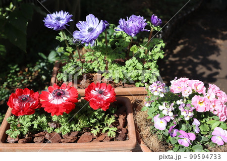 春の花寄せ植え&寄せ鉢 春の花寄せ植え&寄せ鉢 99594733