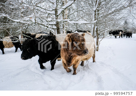 Galloway cattle breed cows in winter. Selective focus Galloway cattle breed cows in winter. Selective focus 99594757