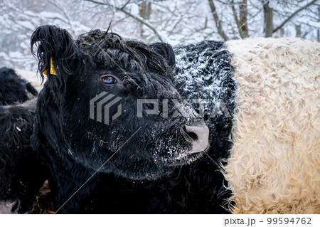 Galloway cattle breed cows in winter. Selective focus Galloway cattle breed cows in winter. Selective focus 99594762