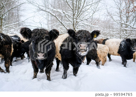 Galloway cattle breed cows in winter. Selective focus 99594765