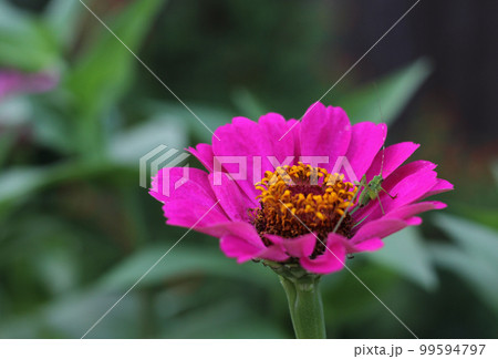 Pink Zinnia Flower With Green Bush Cricket on Petals 99594797