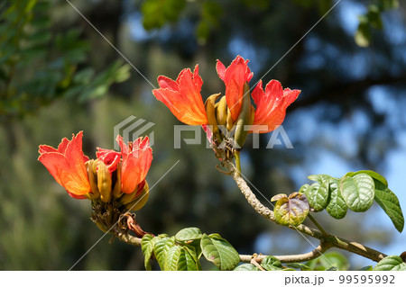 Blooming Liriodendron tulip, or real tulip tree, or lyran (lat. Liriodendron tulipifera) Blooming Liriodendron tulip, or real tulip tree, or lyran (lat. Liriodendron tulipifera) 99595992