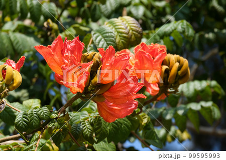 Blooming Liriodendron tulip, or real tulip tree, or lyran (lat. Liriodendron tulipifera) Blooming Liriodendron tulip, or real tulip tree, or lyran (lat. Liriodendron tulipifera) 99595993