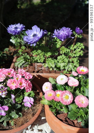春の花寄せ植え＆寄せ鉢 99596337