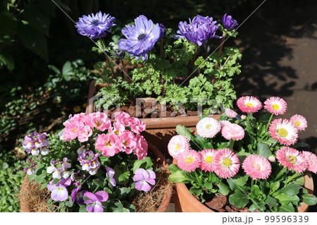 春の花寄せ植え＆花の寄せ鉢 99596339