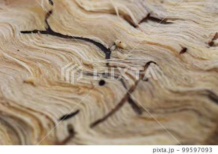 ナラ枯れの原因、カシノナガキクイムシの幼虫と巣孔 ナラ枯れの原因、カシノナガキクイムシの幼虫と巣孔 99597093
