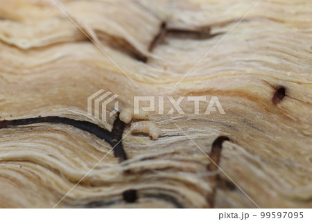 ナラ枯れの原因、カシノナガキクイムシの幼虫と巣孔 ナラ枯れの原因、カシノナガキクイムシの幼虫と巣孔 99597095