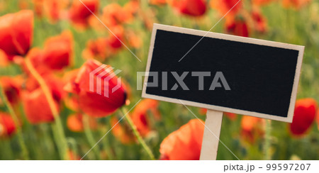 Blank Black billboard against Red poppy flowers in a wild field. Empty mockup template Blackboard label Vivid Poppies meadow in spring. Beautiful summer day. Beautiful red poppy flowers on green 99597207