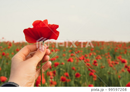 Female hand holding Red poppy flowers in a wild field. Vivid Poppies meadow in spring. Beautiful summer day. Beautiful red poppy flowers on green fleecy stems grow in the field. Scarlet poppy flowers 99597208