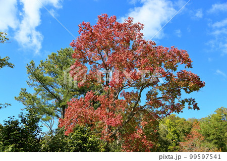 紅葉 ナンキンハゼの葉 紅葉 ナンキンハゼの葉 99597541