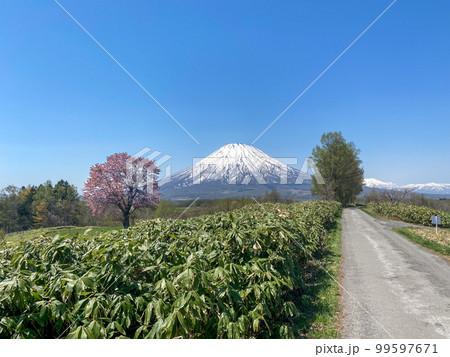 望羊の丘から見る羊蹄山と一本桜の絶景 99597671