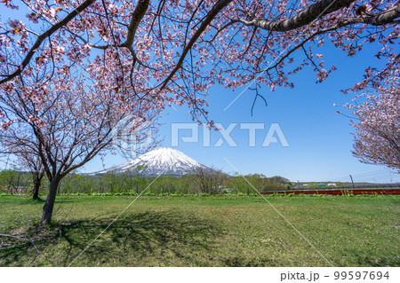 京極町から見る羊蹄山と桜の木 京極町から見る羊蹄山と桜の木 99597694
