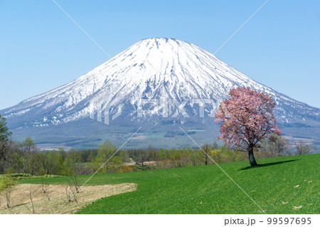 雪が残る雄大な羊蹄山と一本桜の絶景 99597695