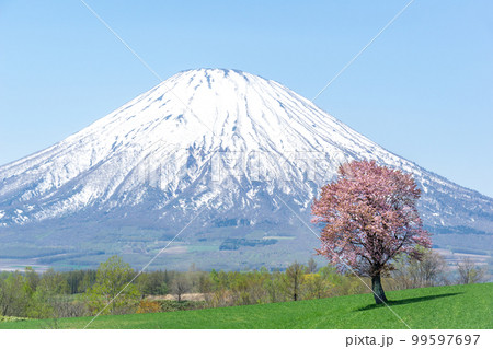 雪が残る5月の羊蹄山と一本桜のコラボレーション 雪が残る5月の羊蹄山と一本桜のコラボレーション 99597697