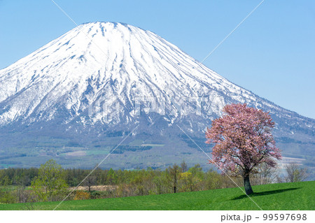 羊蹄山と一本桜の絶景 羊蹄山と一本桜の絶景 99597698