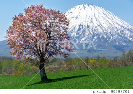 観光名所の望羊の丘で見る一本桜と羊蹄山のツーショット 観光名所の望羊の丘で見る一本桜と羊蹄山のツーショット 99597701