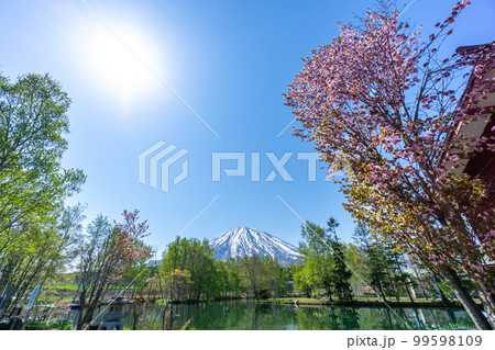 富士見の池から望む羊蹄山と少し散った桜の絶景 富士見の池から望む羊蹄山と少し散った桜の絶景 99598109
